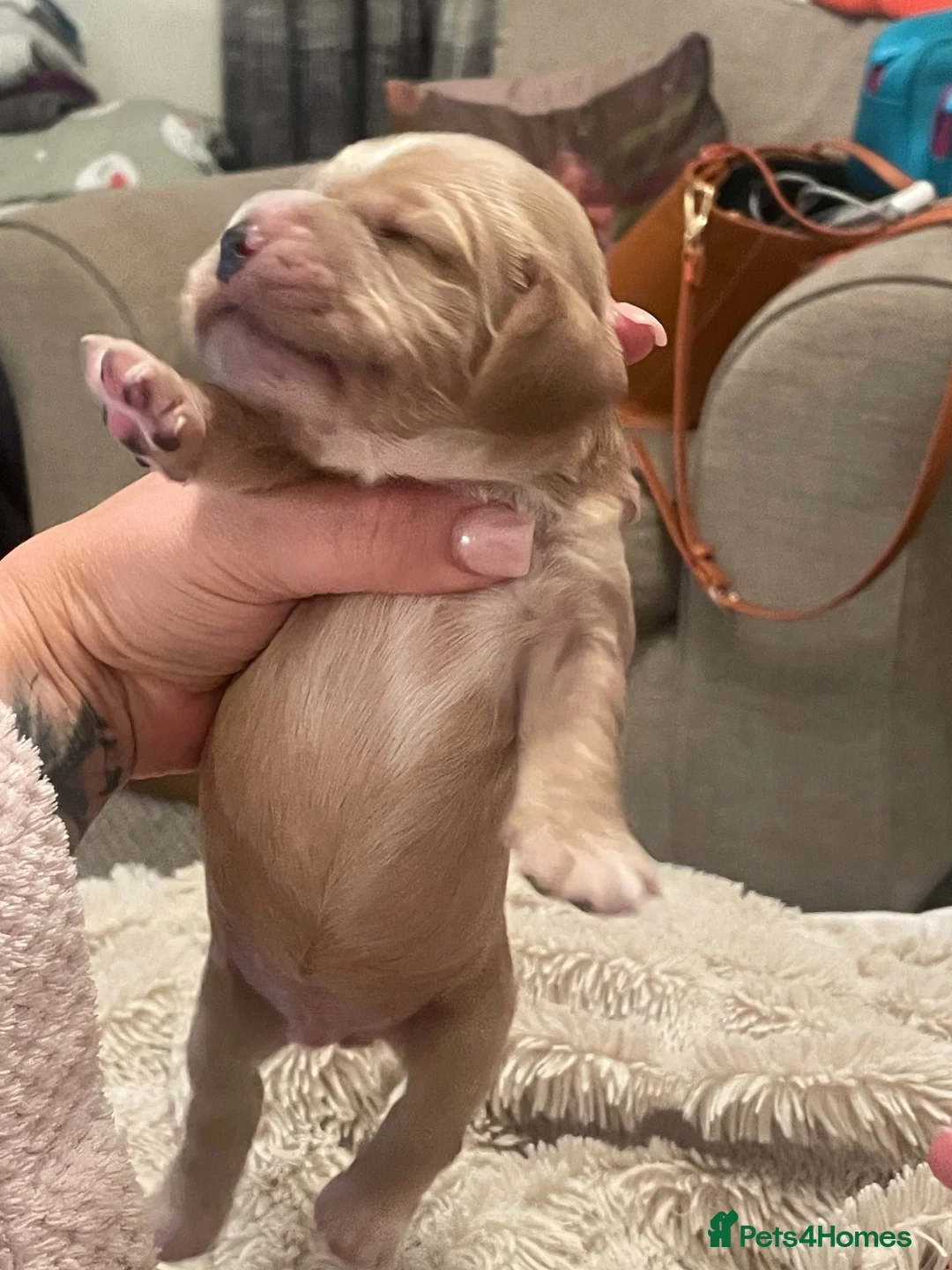 Cocker Spaniel dogs for sale: Beautiful Cocker Spaniel Puppies - Advert 2