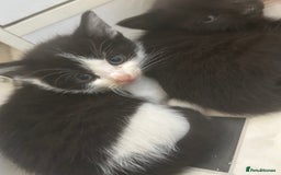 Mixed Breed cats for sale: Two male and three female kittens - Image 7