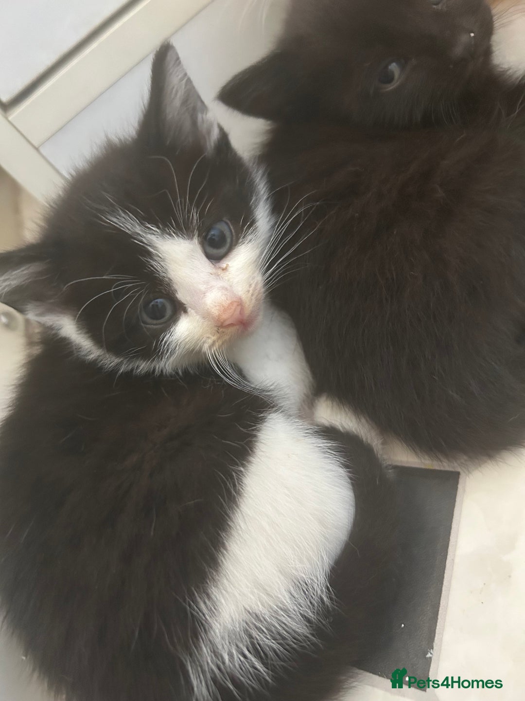 Mixed Breed cats for sale: Two male and three female kittens - Image 7