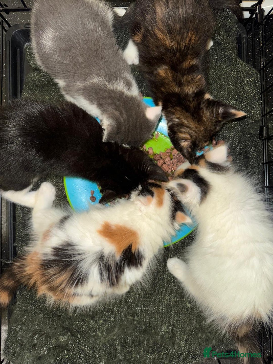 Mixed Breed cats for sale: Just 1 beautiful grey&white kitten left Ready Now - Advert 2