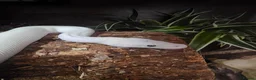 Python Snake reptiles for sale: Multiple ball pythons beautiful morphs an genders  in Ivybridge - Advert 7