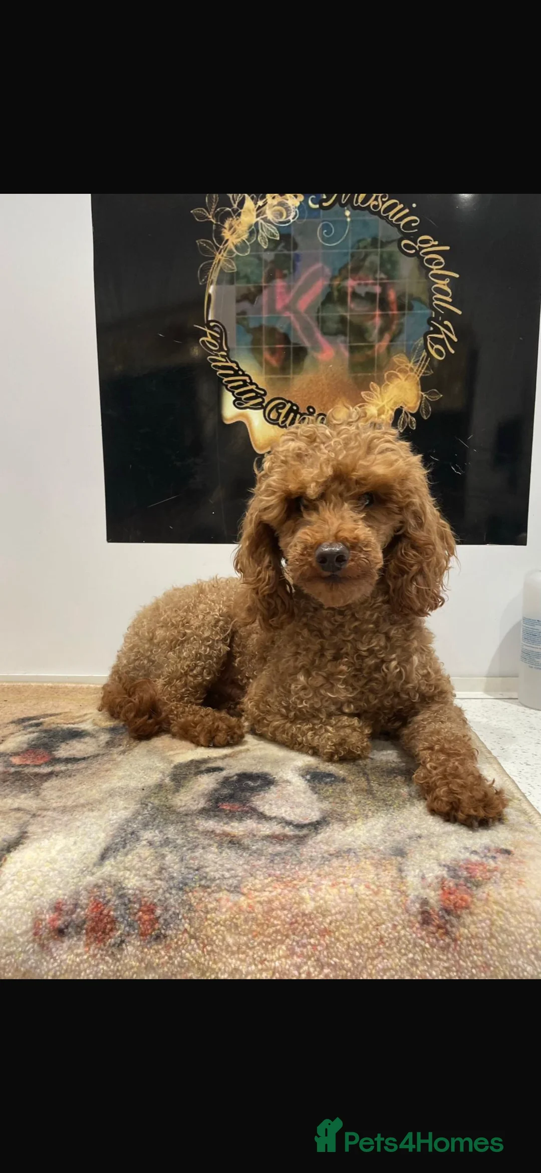 Maltipoo dogs for sale: Beautiful Maltipoo Puppies - Advert 2