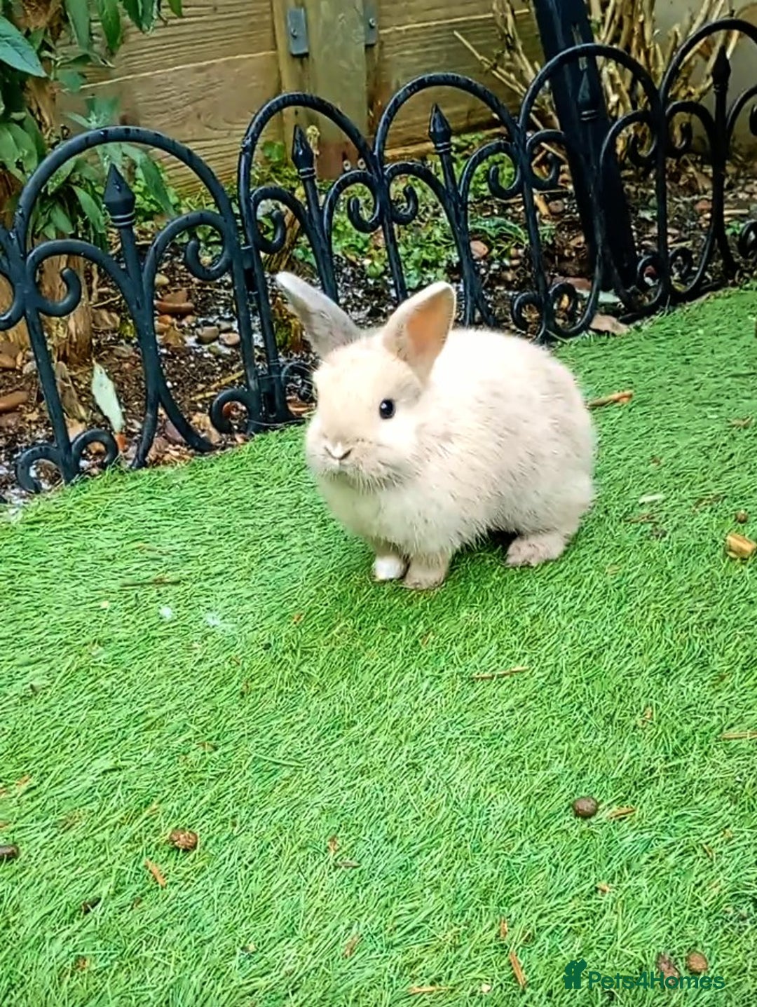 Mixed Breed rabbits for sale: 3 Beautiful Bunnies For Sale  - Advert 2