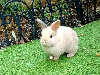 Mixed Breed rabbits **!!REDUCED!!** 2 Beautiful Bunnies For Sale - Advert 14