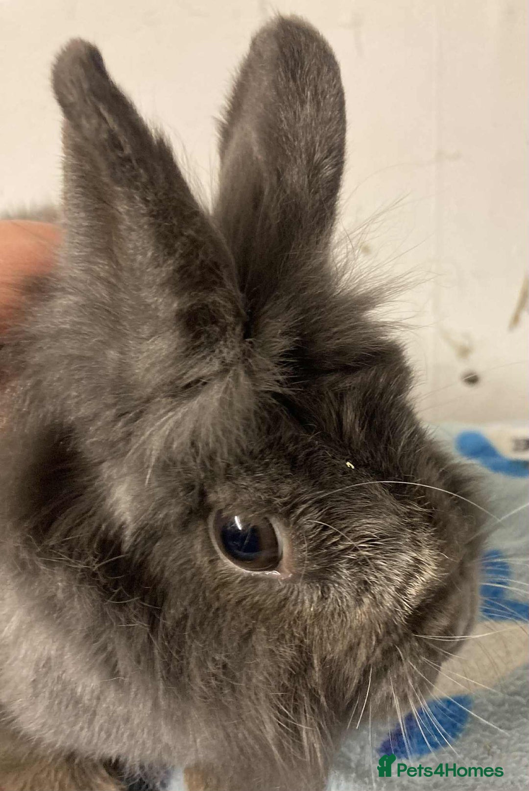 Mixed Breed rabbits for sale: Rabbit rescue  in Diss - Image 10