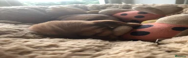 Cocker Spaniel 5