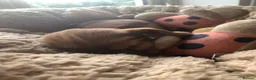 Cocker Spaniel dogs for sale: Stunning Rare Dark Red show cocker spaniel puppies - Advert 15