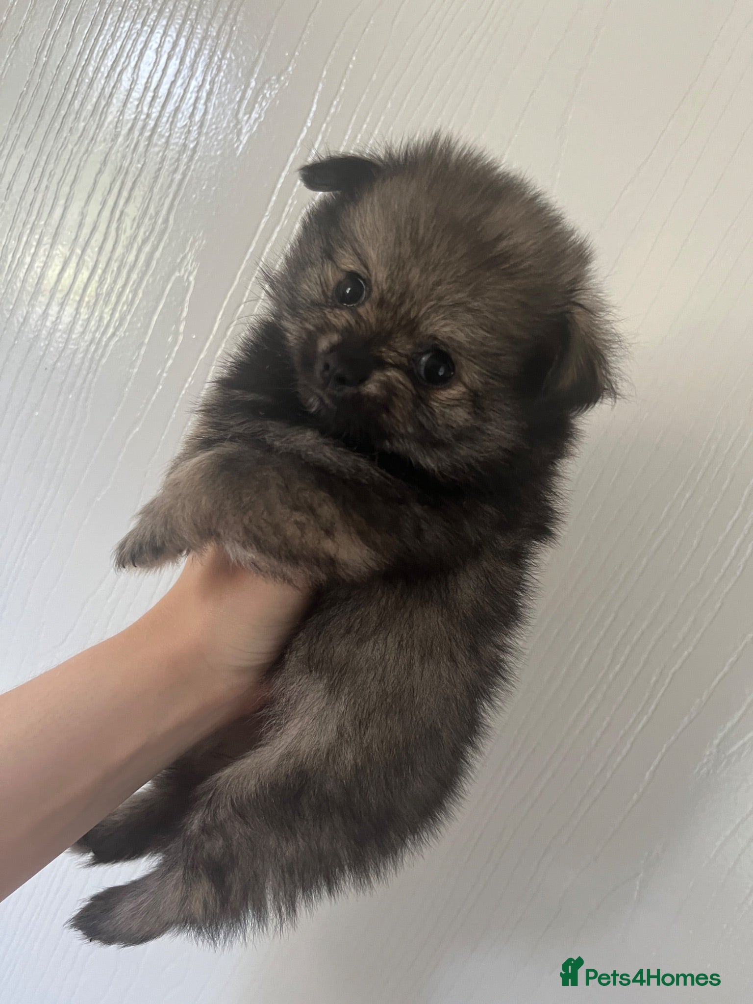 Pomchi dogs Fluffy pomchi **reduced** - Advert 3