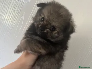 Pomchi dogs Fluffy pomchi **reduced** - Advert 3