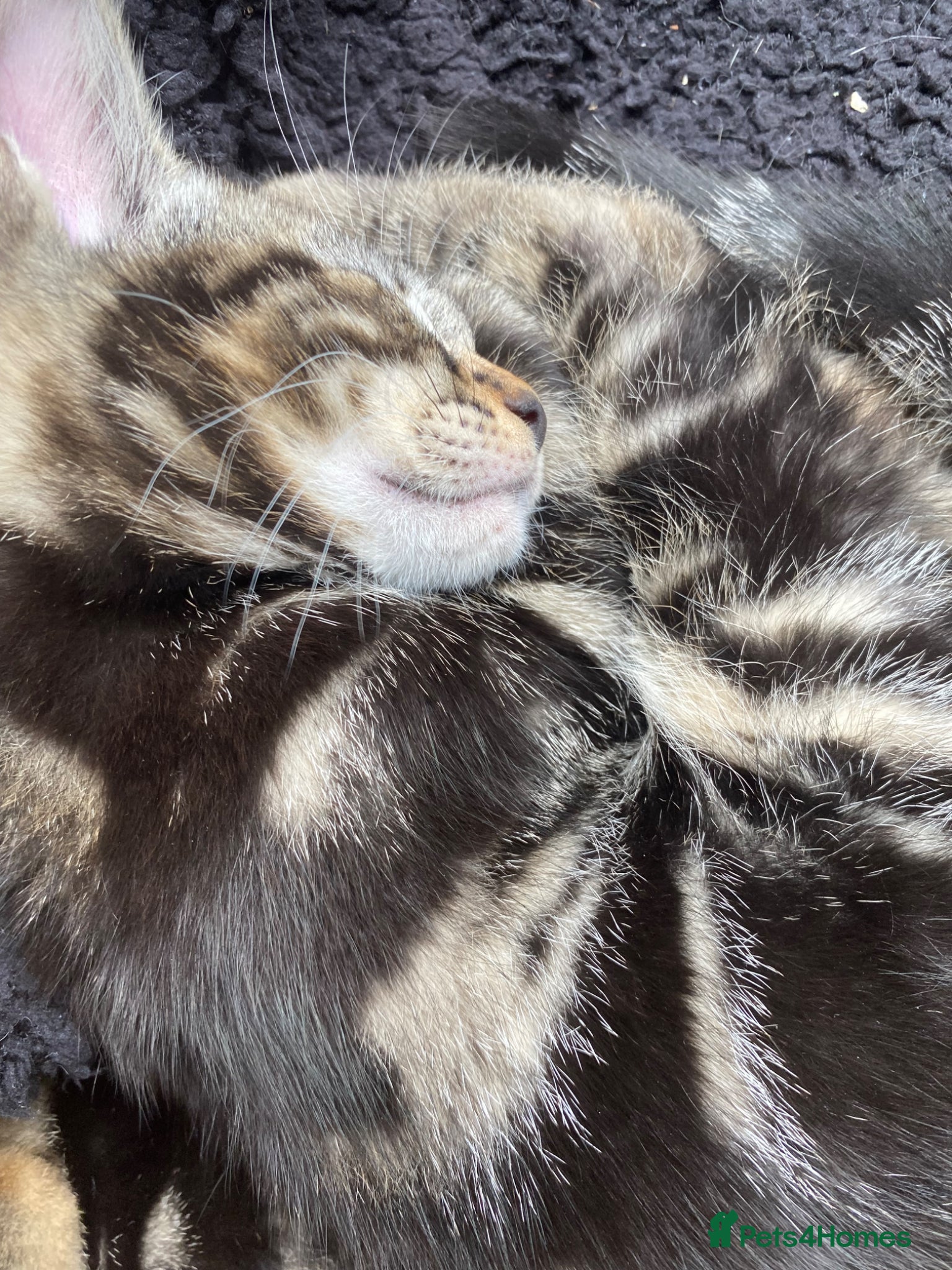 Bengal cats  Bengal kittens, ready to go! ❤️🏡 - Advert 13