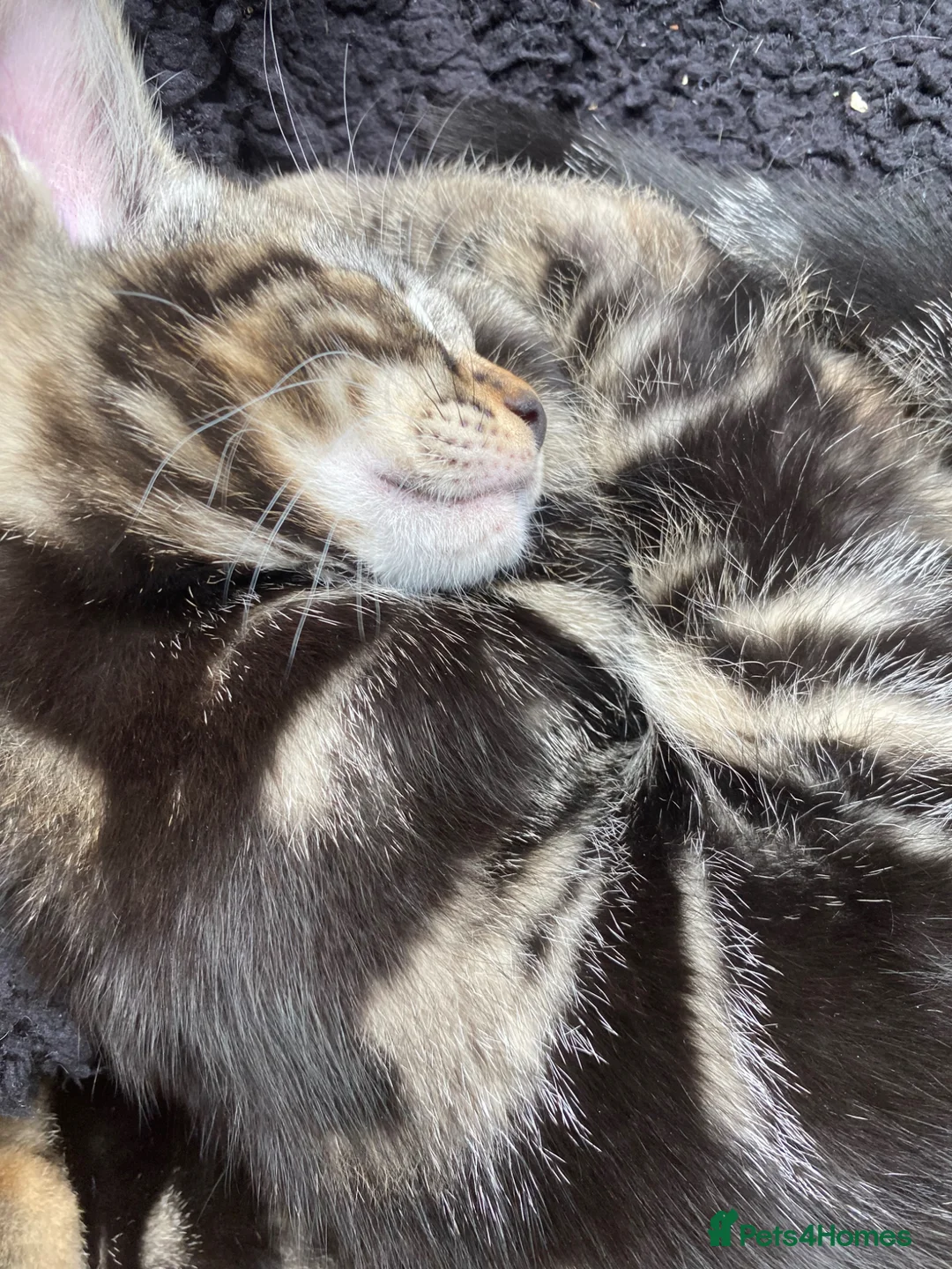Bengal cats for sale:  Bengal kittens, ready to go! ❤️🏡 - Advert 1