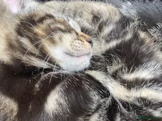 Bengal cats Bengal kittens, ready to go! ❤️🏡 - Advert 13