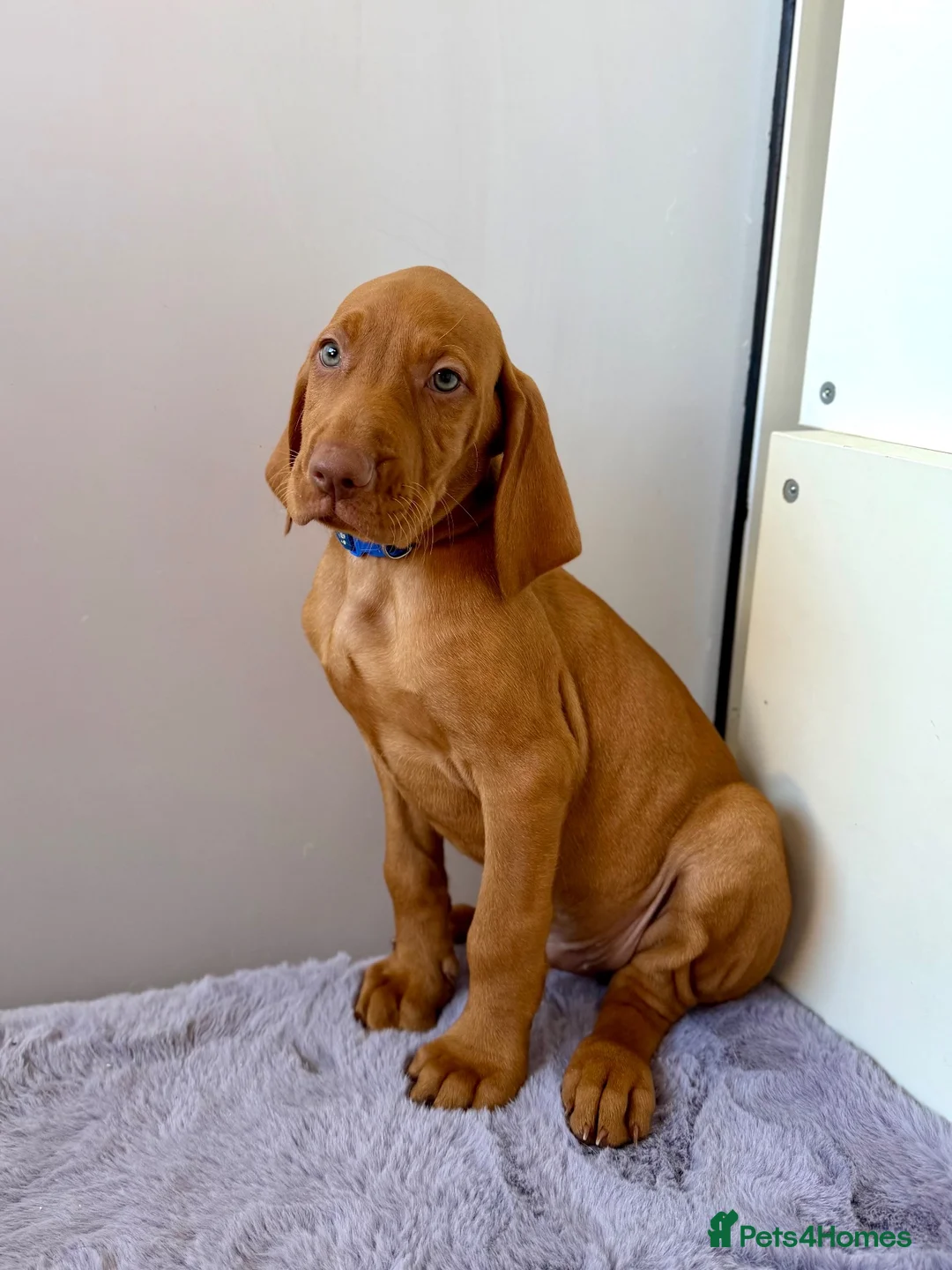 Hungarian Vizsla dogs for sale: KC registered Hungarian Vizsla puppies - Advert 1