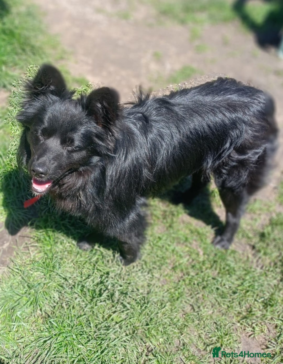 Mixed Breed dogs for adoption: 💖🐶 LILU JET 🐶💖 - Image 14