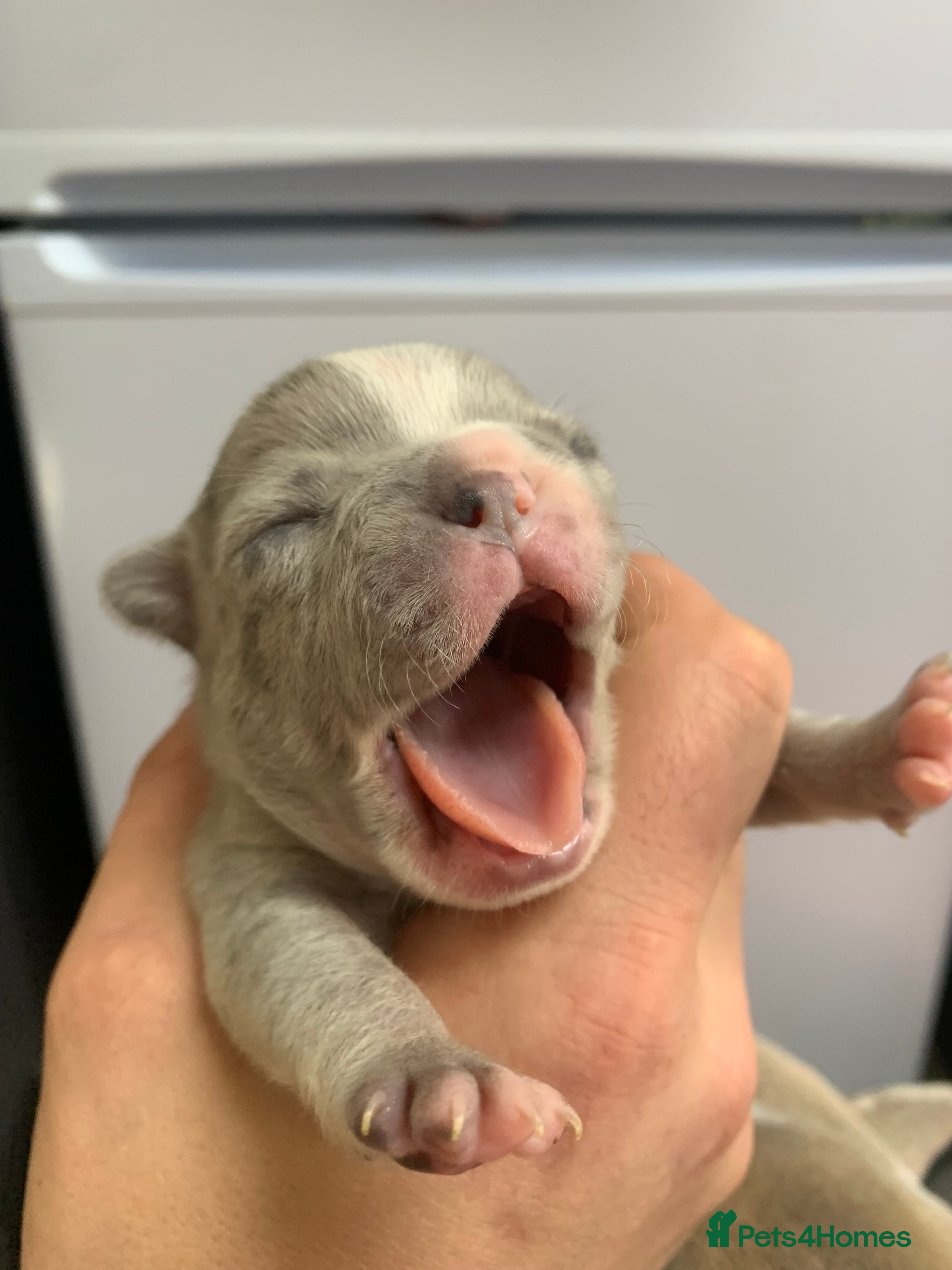 French Bulldog dogs Stunning Merle French Bulldog puppies  - Advert 6