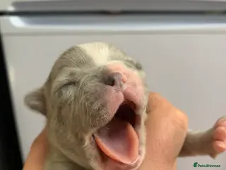 French Bulldog dogs Stunning Merle French Bulldog puppies - Advert 5