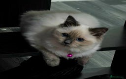 Ragdoll cats for sale: 1 boy/ 1 girl Ready to go - Image 11