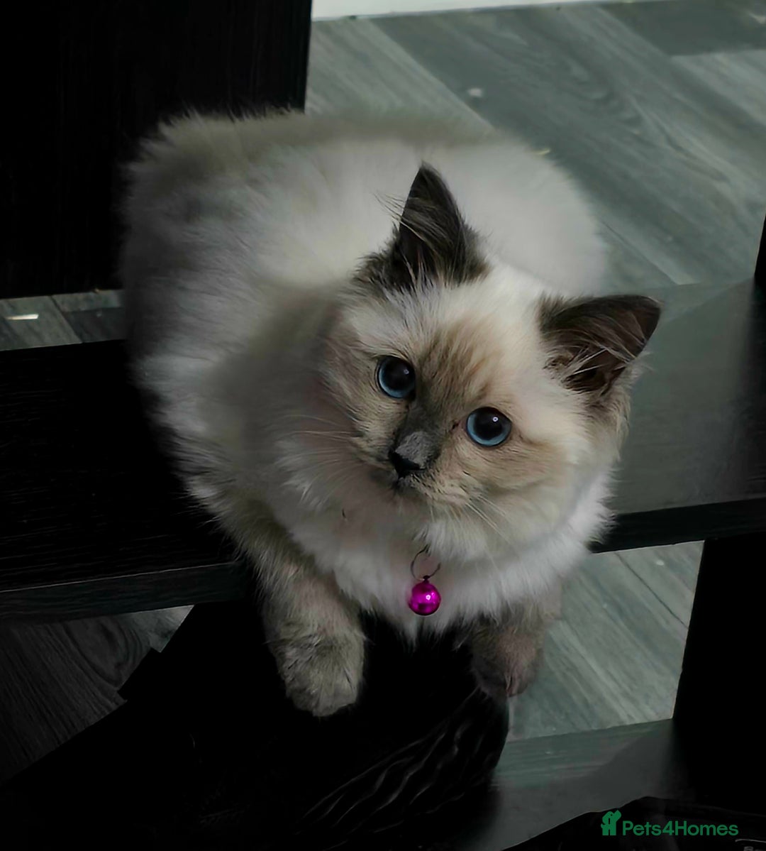 Ragdoll cats for sale: 1 boy/ 1 girl Ready to go - Image 11