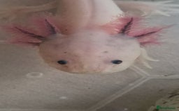 Axolotl reptiles for sale: Axolotls - Image 15