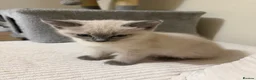 Siamese cats for sale: Siamese/ragdoll cross  in Rochdale - Advert 9