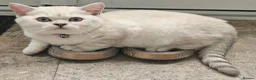 British Shorthair cats for sale: MUST GO, GCCF Non-Active British Shorthair Female - Advert 2