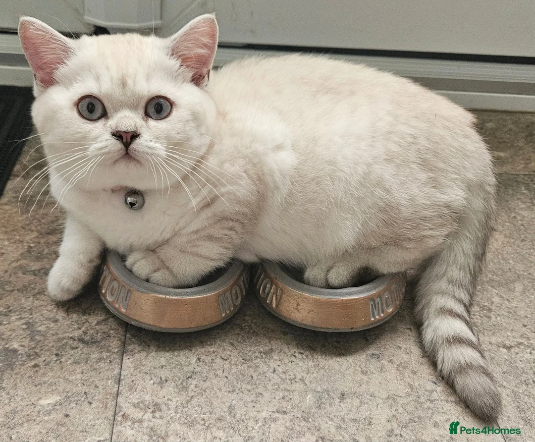 British Shorthair cats for sale: MUST GO, GCCF Non-Active British Shorthair Female - Advert 2