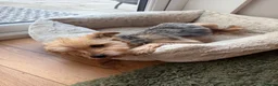 Yorkshire Terrier dogs for sale: 🌼 YORKSHIRE TERRIER GIRL FOR SALE 🌼  in Doncaster - Advert 4
