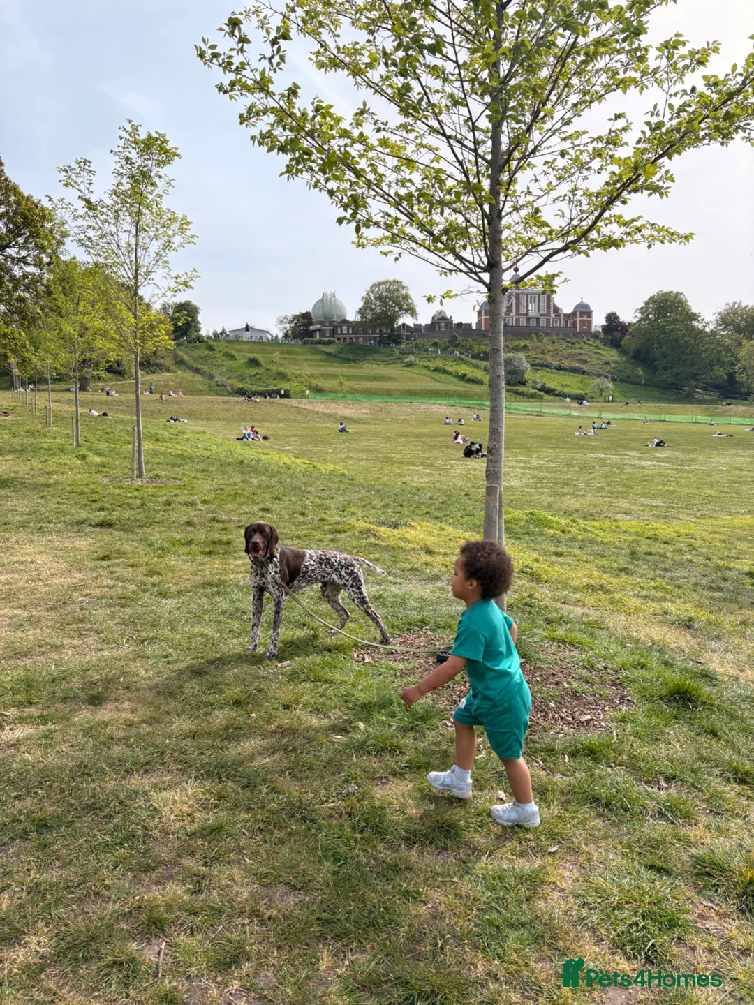 German Shorthaired Pointer dogs for sale: German shorthaired pointer - trained 18m in Gravesend - Advert 2