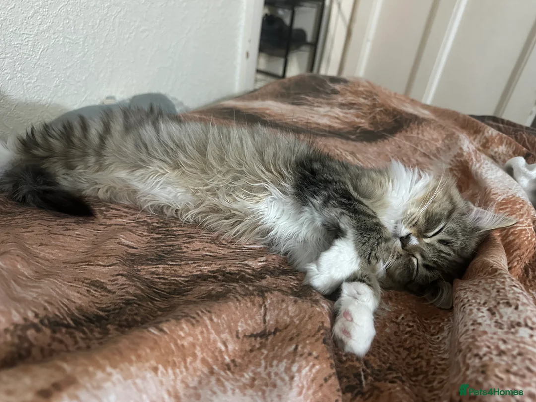 Mixed Breed cats for sale: Handsome petite mixed breed kitten for sale - Advert 2