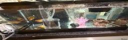 Goldfish fish for sale: Goldfish with Complete Tank Setup – Ready to Go - Advert 3