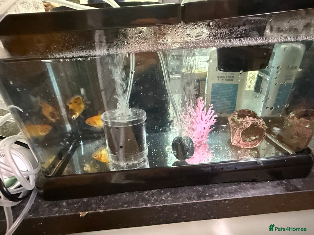 Goldfish fish for sale: Goldfish with Complete Tank Setup – Ready to Go - Advert 3