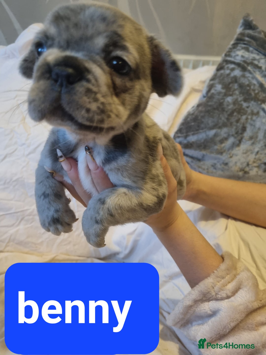 French Bulldog dogs for sale: Stunning litter of merle frenchies - Advert 14
