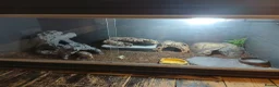 Lizard reptiles for sale: Multiple lizards !!PLEASE READ DESCRIPTION!!!  - Advert 15