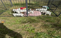 Jack Russell dogs for sale: Jack Russell Puppies *Ready Now* - Image 31
