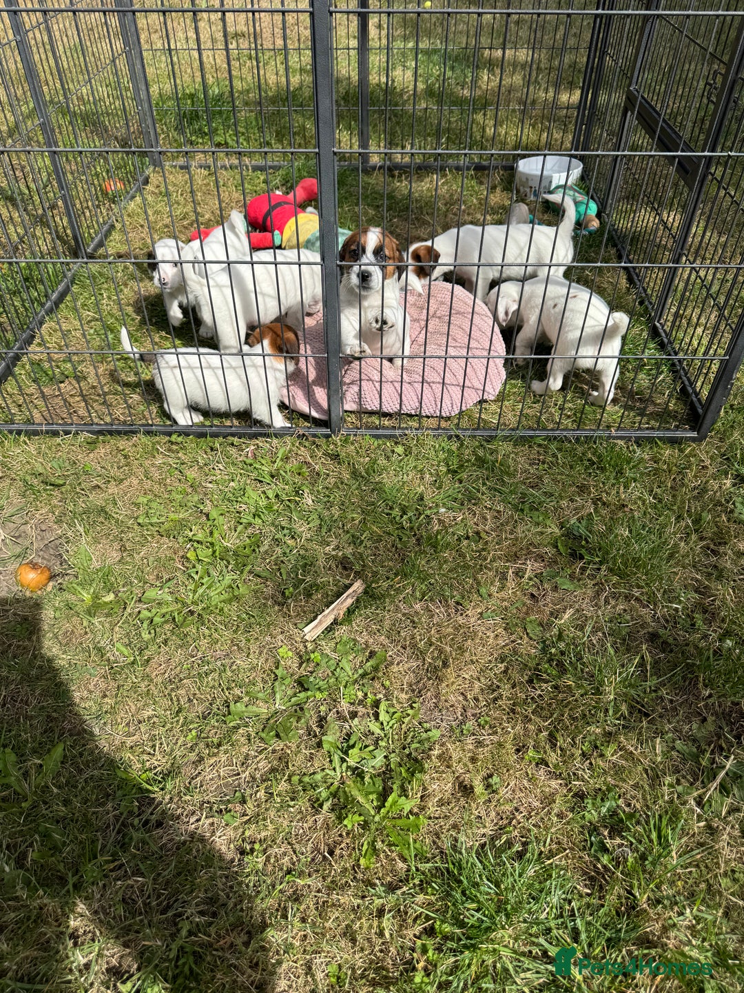 Jack Russell dogs for sale: Jack Russell Puppies *Ready Now* - Image 31