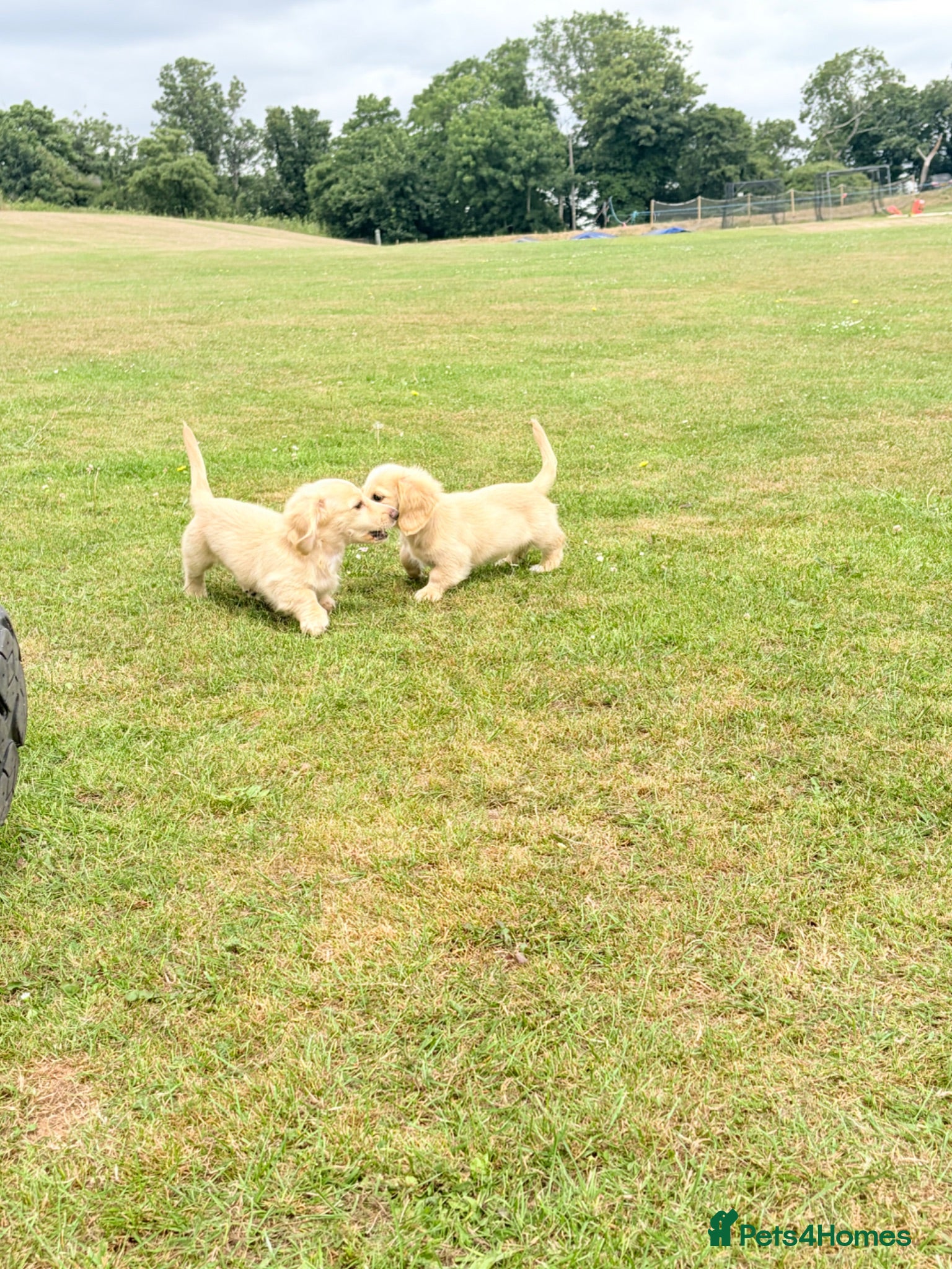 Miniature Dachshund dogs READY! 2 boys left! 💙 Cream Long Haired Pups KC - Advert 2