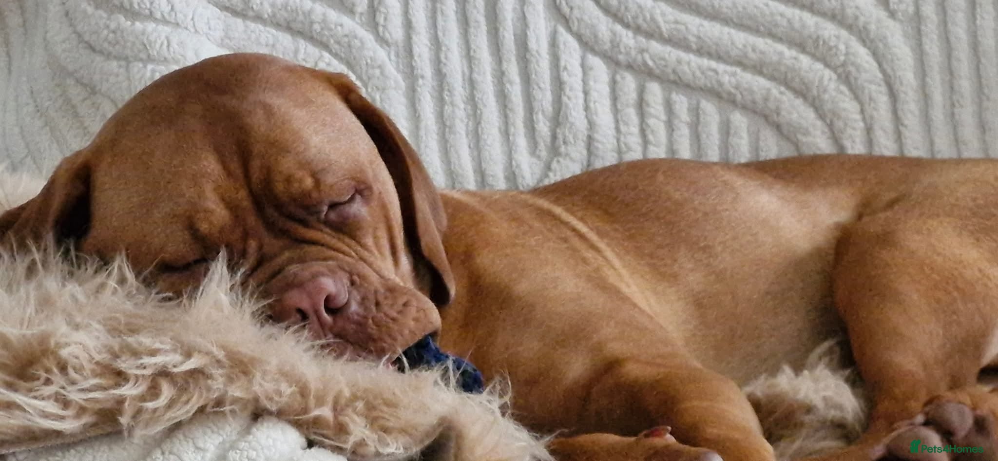 Dogue De Bordeaux dogs Beautiful girl 15 month old  - Advert 16