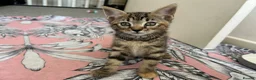 Mixed Breed cats for sale: Kittens looking for homes  - Advert 8