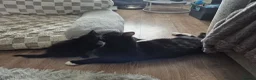 Domestic Shorthair cats for sale: Beautiful black and tabby babies  - Advert 13