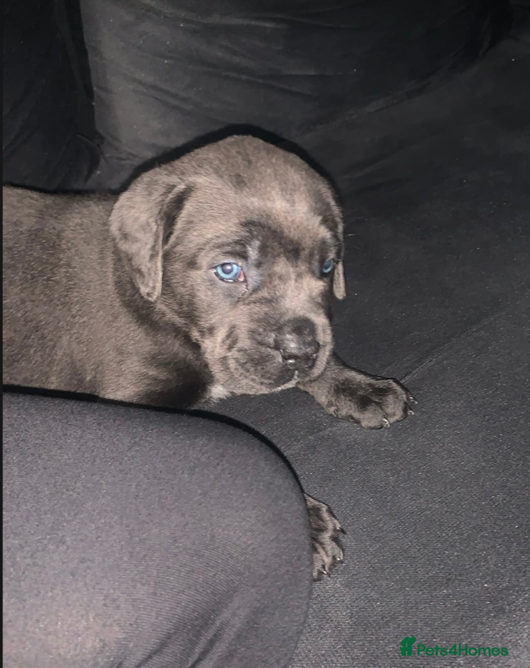 Cane Corso dogs for sale: Cane Corso - Advert 2
