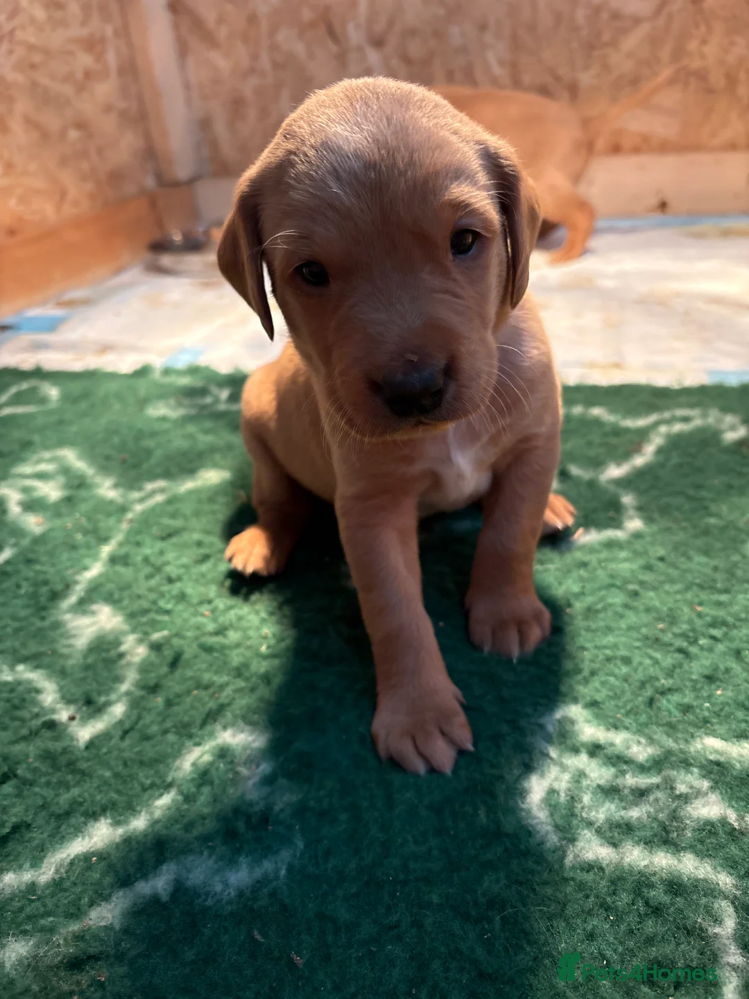 Labrador Retriever dogs for sale: KC Working Fox Red Pups - Advert 9