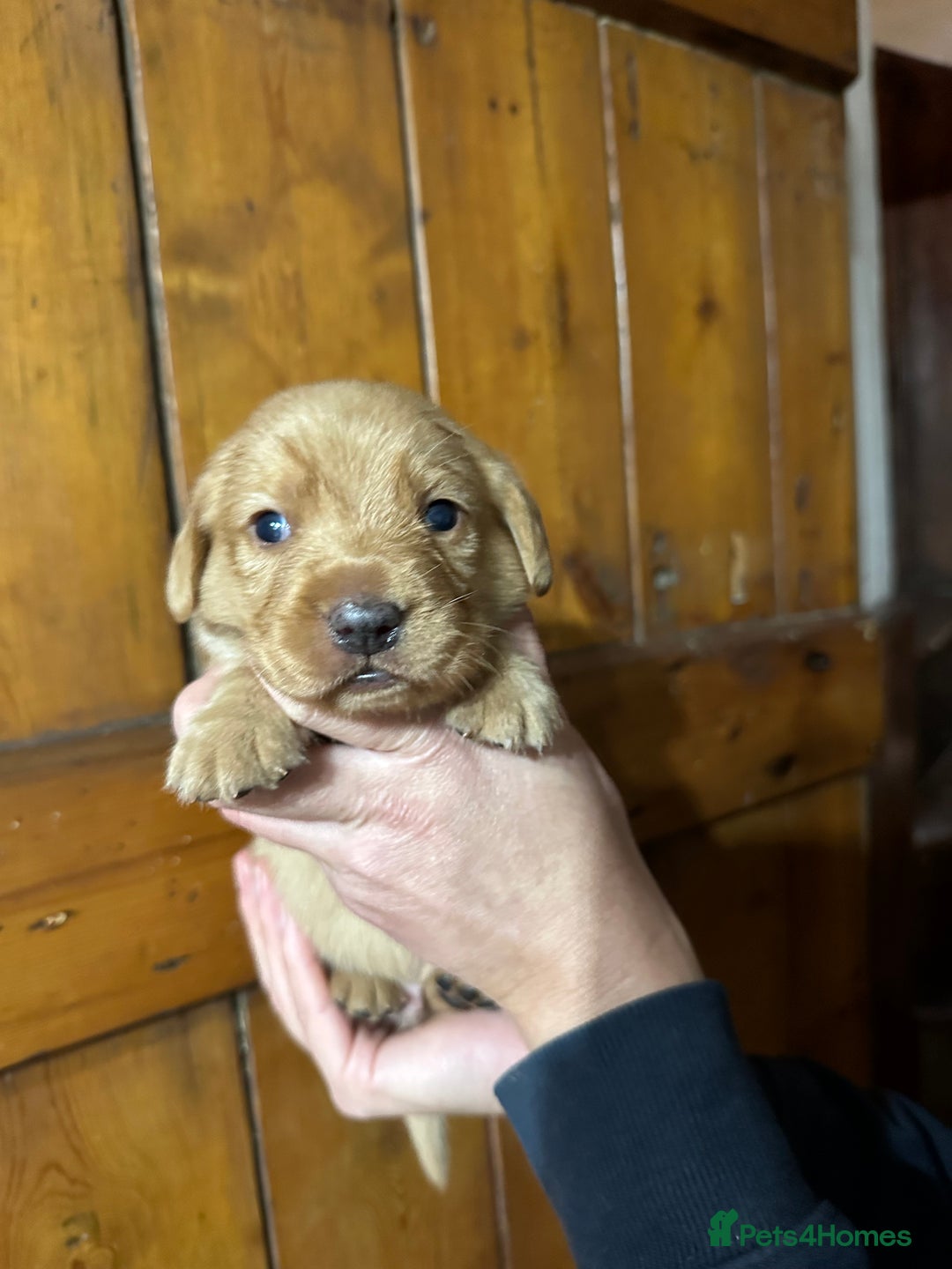 Mixed Breed dogs for sale: Dashador Puppies for sale  - Advert 2