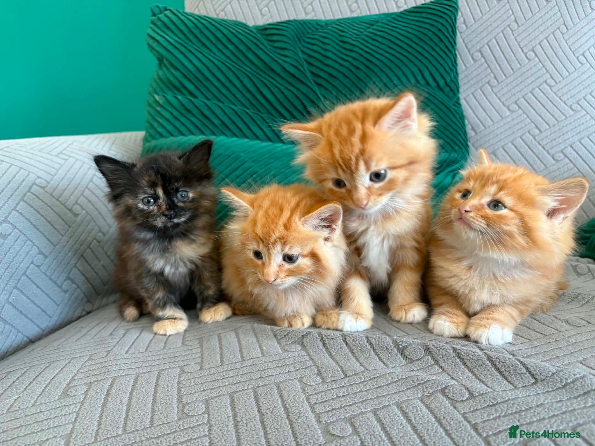 Mixed Breed cats fluffy kittens looking for their forever home  - Advert 1