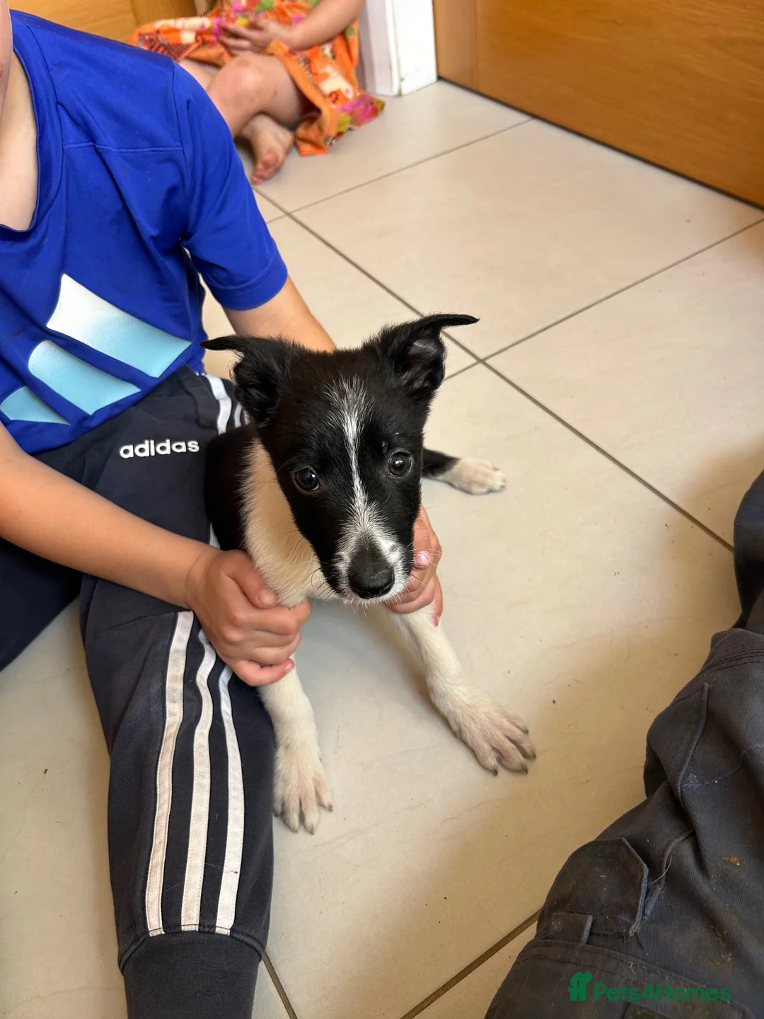 Border Collie dogs for sale: Lovely board collies in Denbigh - Advert 2