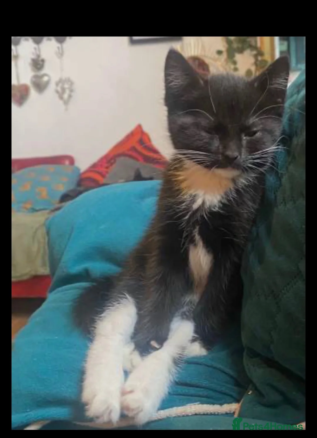 Mixed Breed cats for sale: Daisy, in Leicester - Advert 1