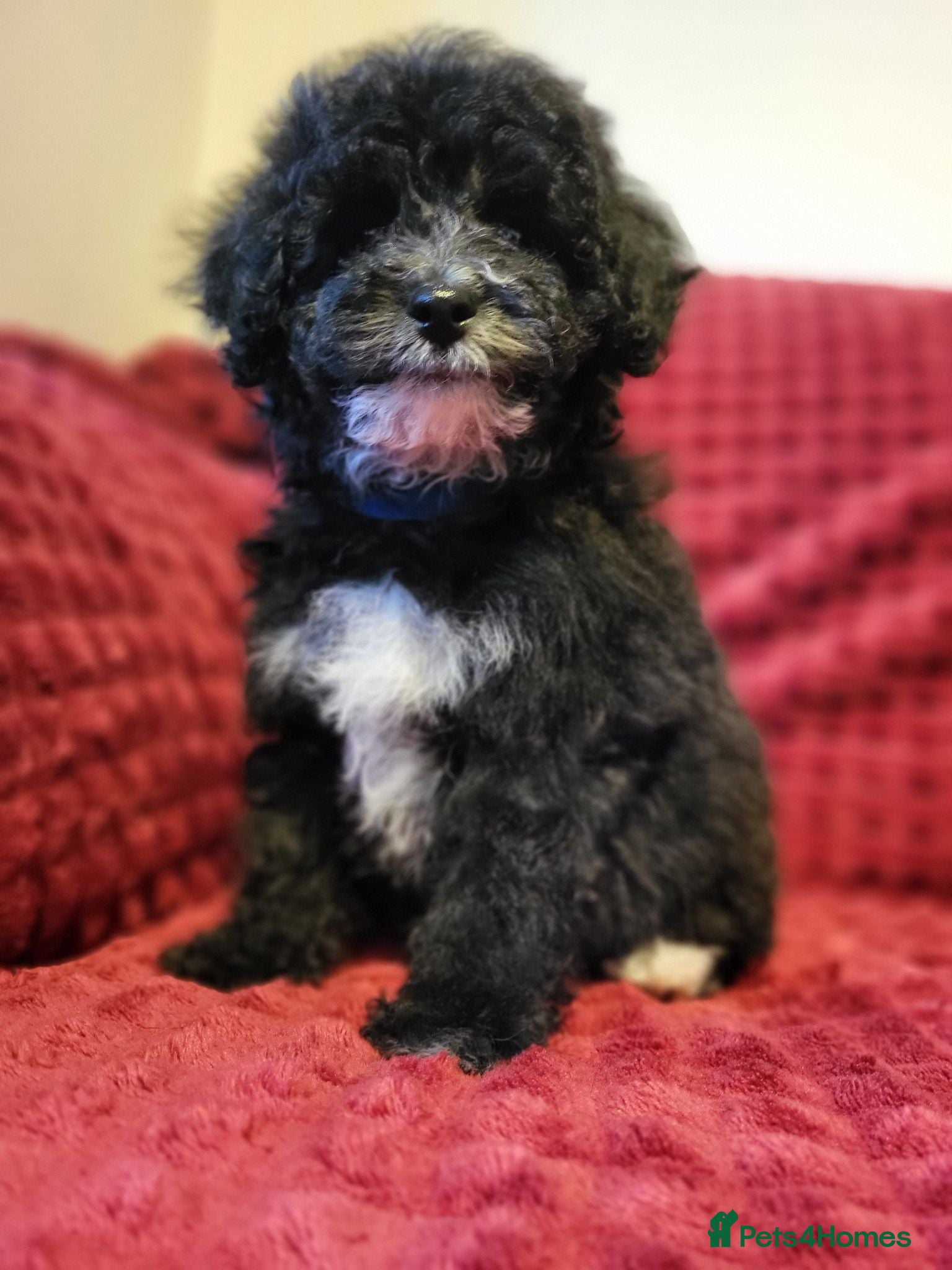 Poochon dogs Poochon READY TO GO - Advert 2