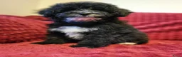 Poochon dogs for sale: Poochon READY TO GO - Advert 4