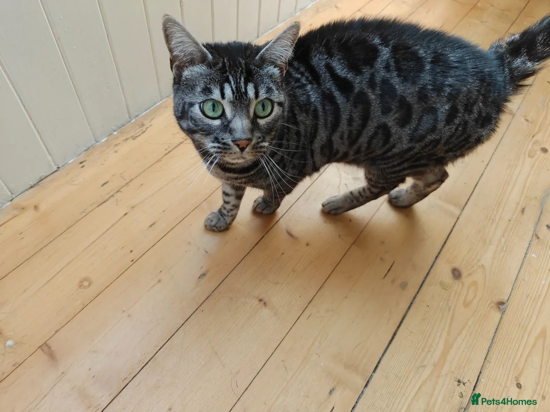 Bengal cats for sale: Bengal female seeking loving home - Advert 2