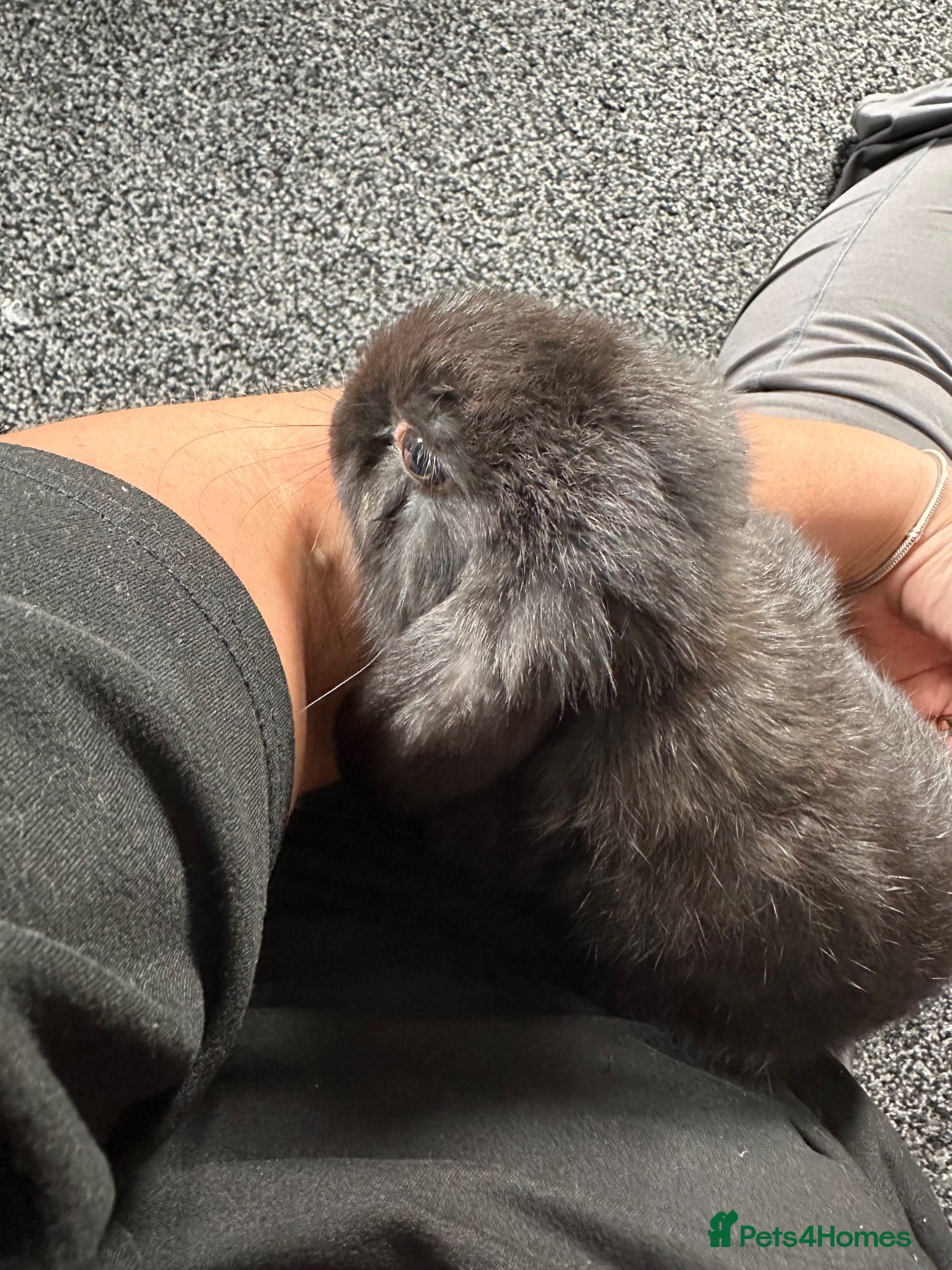 Mini Lop rabbits Baby mini lops - Advert 2