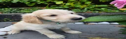 Mixed Breed dogs for sale: Golden retriever x cockapoo boy puppy - Advert 11